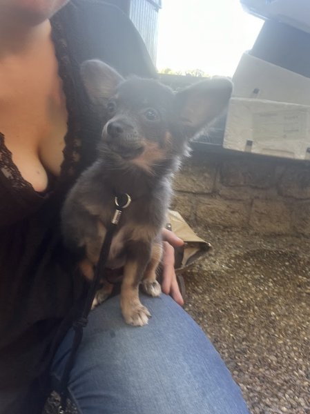 Juliette, Votre Éducatrice Canin Comportementaliste En Vaucluse