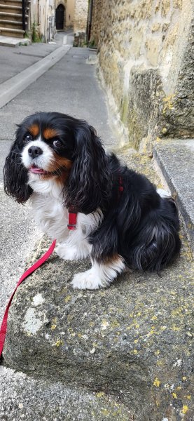 L'arche d'Elo - Education canine et services animaliers