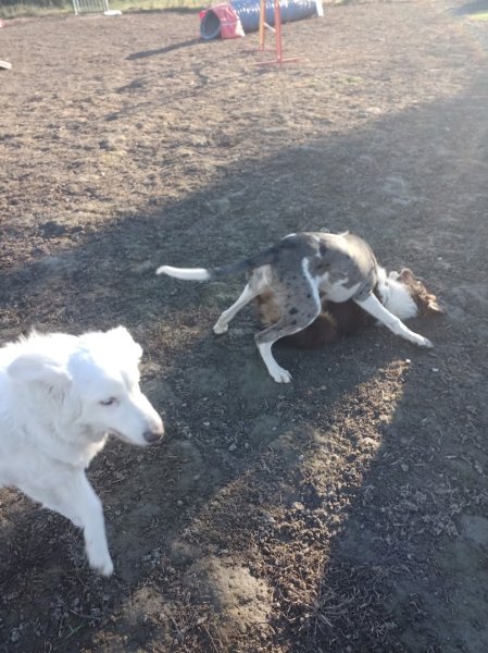 L'arche d'Elo - Education canine et services animaliers - photo 2