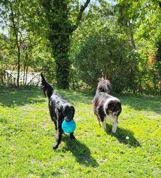 L'arche d'Elo - Education canine et services animaliers - photo 3