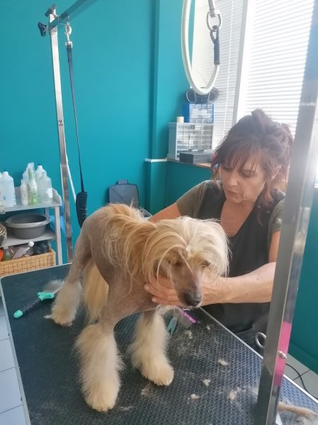 LE CHIEN BLEU - photo 2