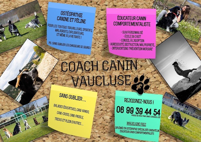 Coach Canin Vaucluse - photo 2