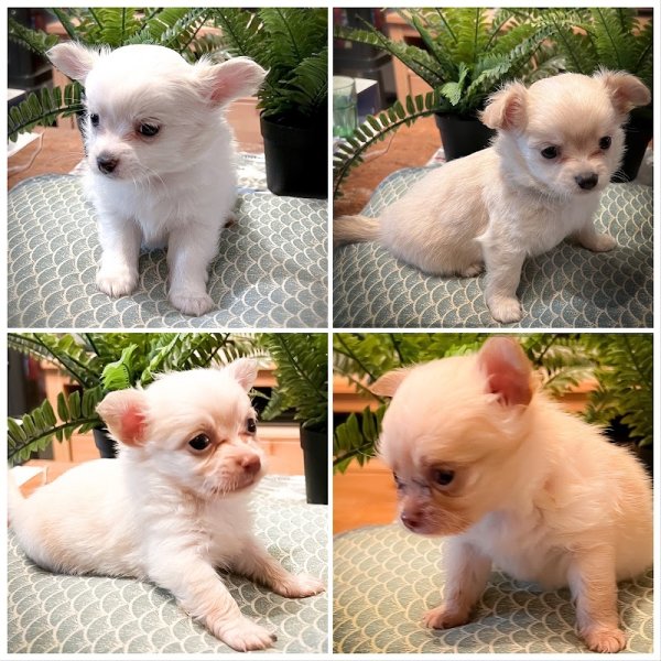 Truffes Et Moustaches - Education Positive & Elevage Canin - Chihuahua Poils Longs - Berger Blanc Suisse LOF - photo 1