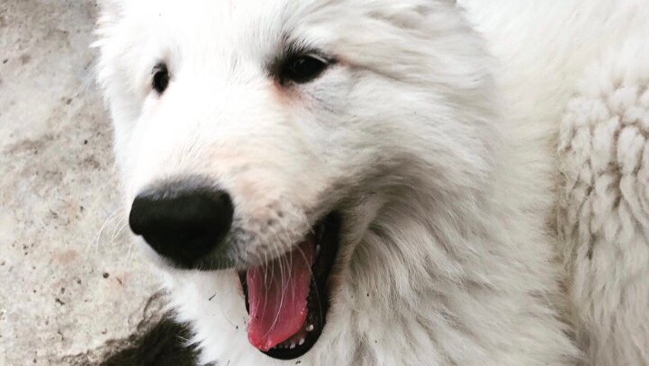 Truffes Et Moustaches - Education Positive & Elevage Canin - Chihuahua Poils Longs - Berger Blanc Suisse LOF - photo 3