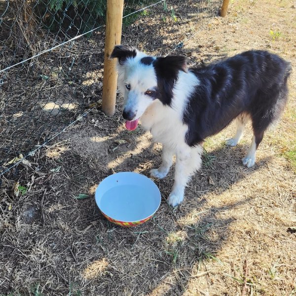 NatureOpattes By Syl, Médiation par l'animal - Professeure de DOGA - Education canine & Loisirs