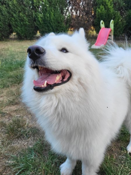 NatureOpattes By Syl, Médiation par l'animal - Professeure de DOGA - Education canine & Loisirs - photo 2