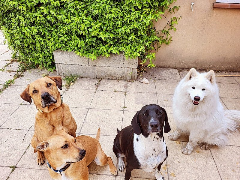 NatureOpattes By Syl, Médiation par l'animal - Professeure de DOGA - Education canine & Loisirs - photo 3