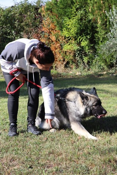 éducateur canin loucadel - photo 2