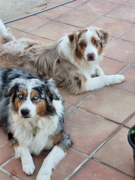 Cyril Courrioux - Educateur canin - Comportementaliste