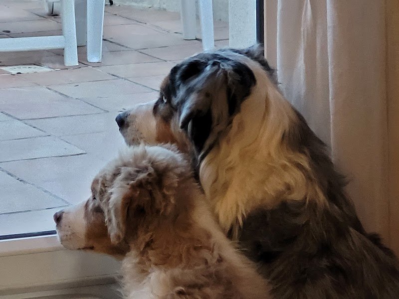 Cyril Courrioux - Educateur canin - Comportementaliste - photo 2