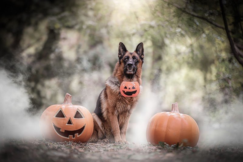Education Canine Drômoise