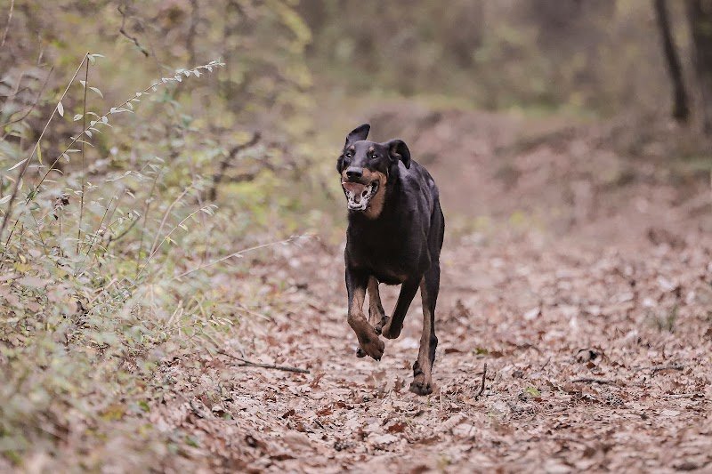 Education Canine Drômoise - photo 2