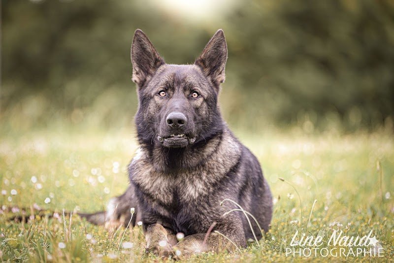 Education Canine Drômoise - photo 3