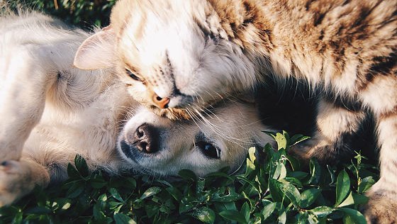 Samantha Orozco Comportementaliste Éthologique Canin et Félin et énergéticienne animalière