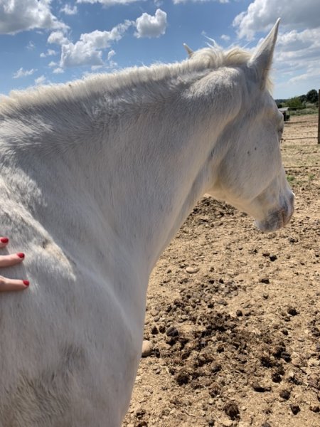 Samantha Orozco Comportementaliste Éthologique Canin et Félin et énergéticienne animalière - photo 2