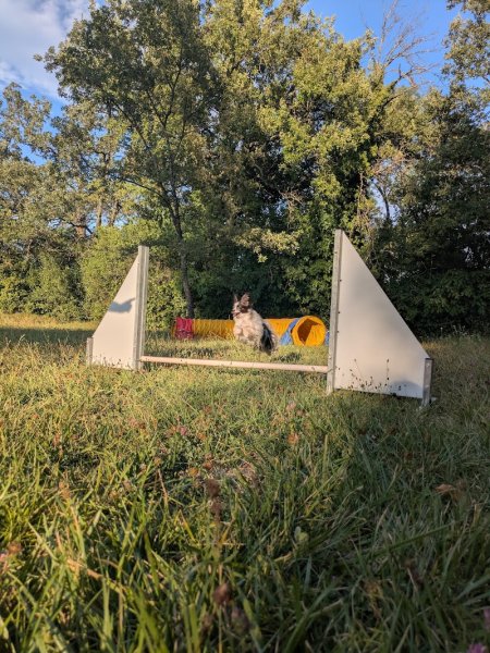 Pat'Agile club d'éducation canine