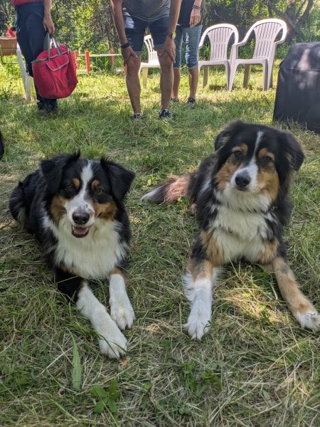 Pat'Agile club d'éducation canine - photo 2