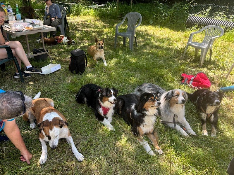 Pat'Agile club d'éducation canine - photo 3