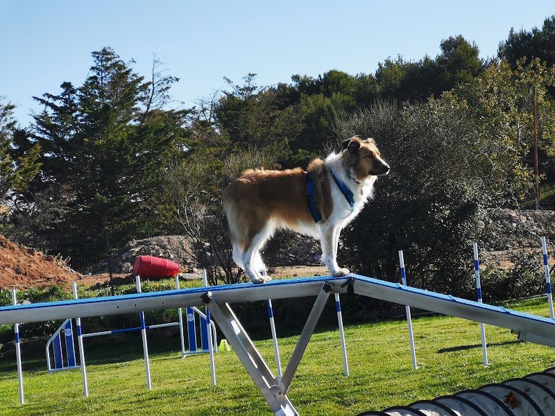 ACB13170 (Club Canin) - photo 1