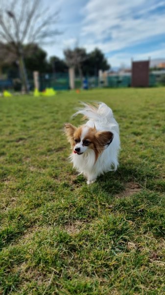 ACB13170 (Club Canin) - photo 2