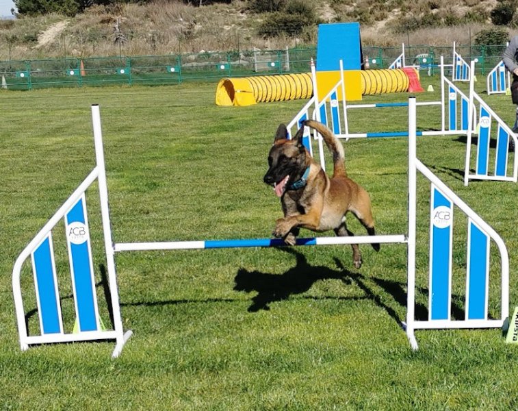 ACB13170 (Club Canin) - photo 3