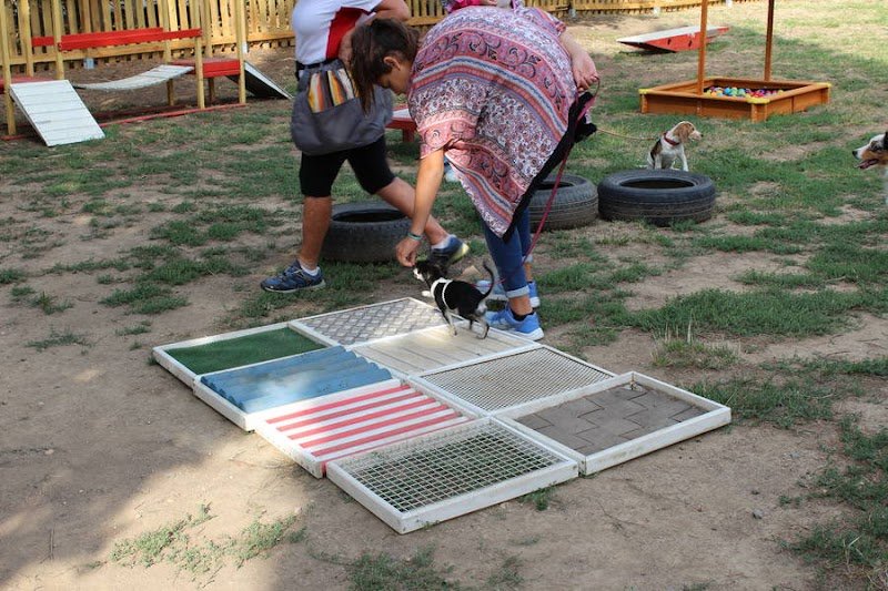 Education Canine et Agility du Roussillon - photo 2
