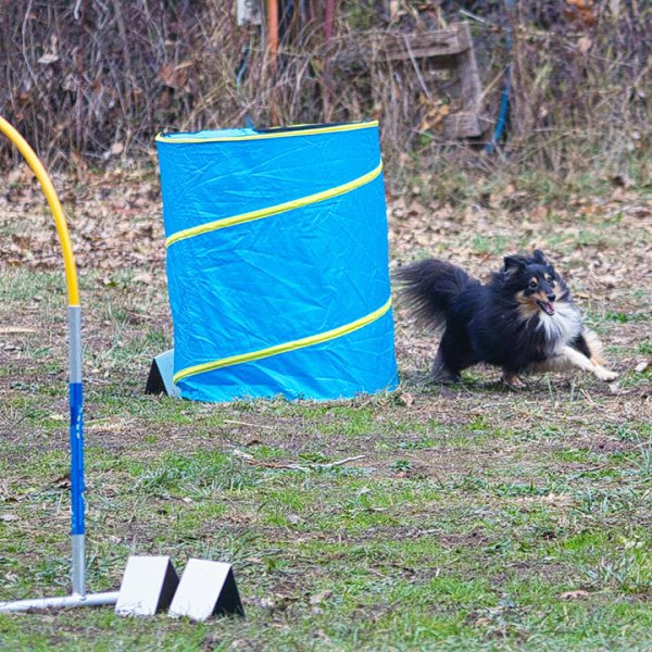 Education Canine et Agility du Roussillon - photo 3