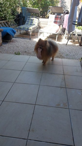 CENTRE CANIN DE SAINT MONTANGE - photo 2