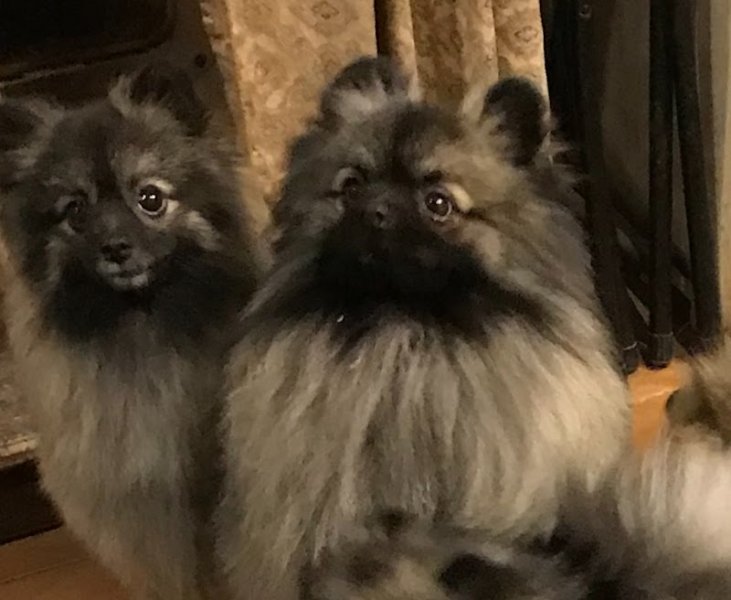 CENTRE CANIN DE SAINT MONTANGE - photo 3