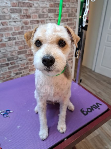 Toilettage Candy Dog - photo 2