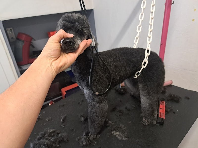 Toilettage Candy Dog - photo 3