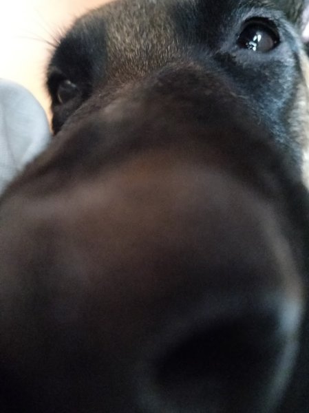 Canin Futé Éducateur Comportementaliste - photo 1