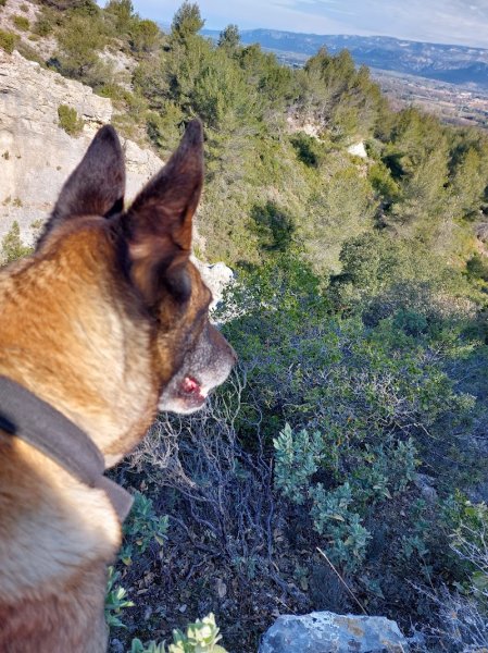 Dog Education. Éducateur comportementaliste canin