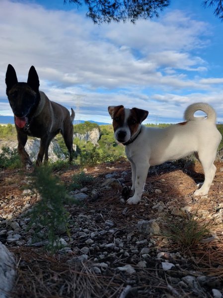 Dog Education. Éducateur comportementaliste canin - photo 2