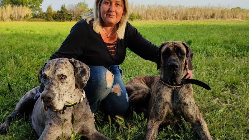 Help Dog Education éducateur comportementaliste canin/ Dog sitter/Parc de loisirs canin/Agility de loisirs