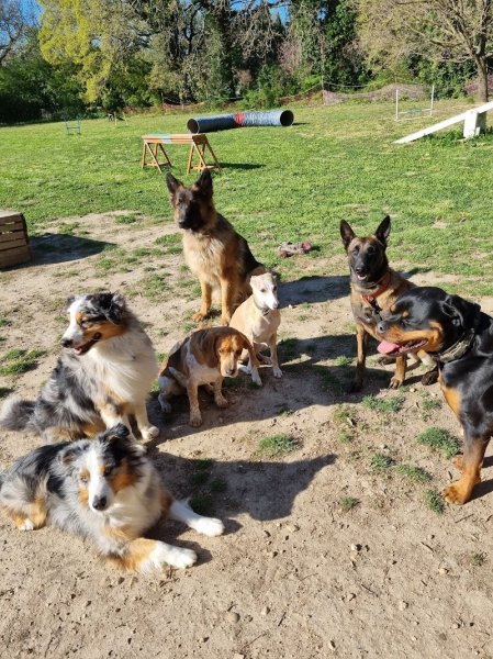 Help Dog Education éducateur comportementaliste canin/ Dog sitter/Parc de loisirs canin/Agility de loisirs - photo 2