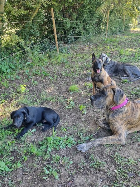 Help Dog Education éducateur comportementaliste canin/ Dog sitter/Parc de loisirs canin/Agility de loisirs - photo 3