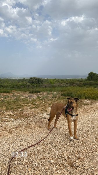 Vincent villegas educateur comportementaliste canin - photo 2