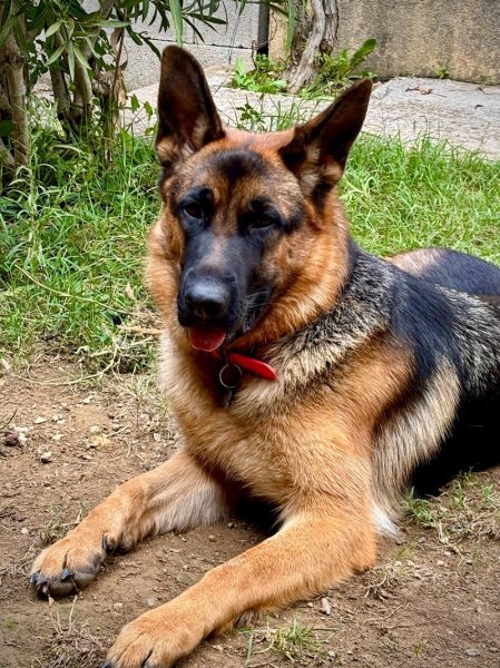 Vincent villegas educateur comportementaliste canin - photo 3