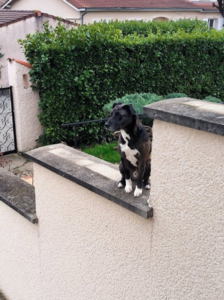 Educanin 26 - Education canine et médiation animale