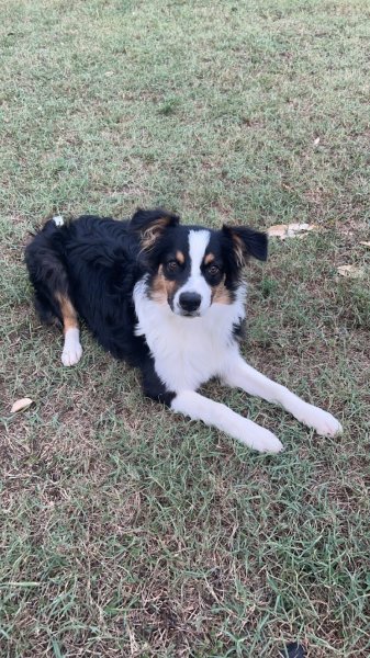 Educanin 26 - Education canine et médiation animale - photo 2