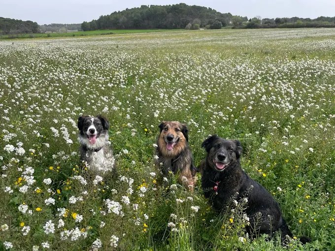 Maxime Taillard - Éducateur Canin - photo 2