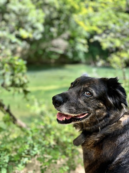 Maxime Taillard - Éducateur Canin - photo 3