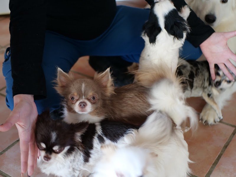 Crèche Canine avec transport - Truffes et Moustaches - photo 1