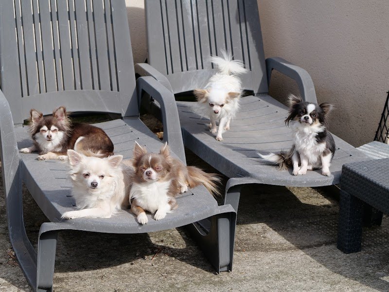 Crèche Canine avec transport - Truffes et Moustaches - photo 2