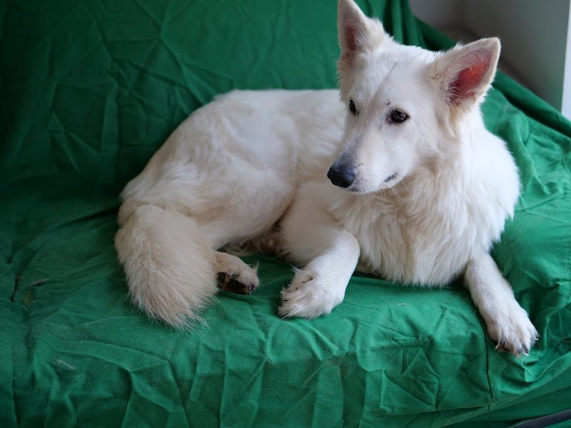 Crèche Canine avec transport - Truffes et Moustaches - photo 3