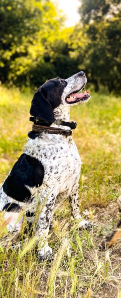 Educateur/comportementaliste Canin - My Dog Experience - photo 2