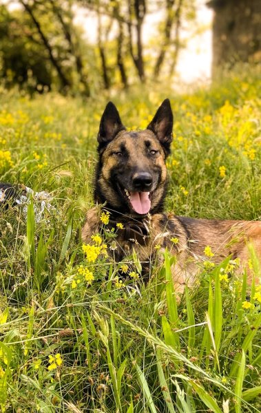 Educateur/comportementaliste Canin - My Dog Experience - photo 3