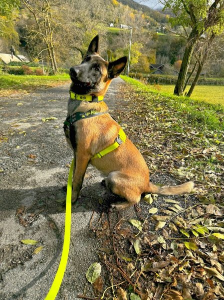 ABC du Chien - photo 1