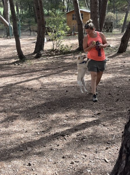 ABC du Chien - photo 2